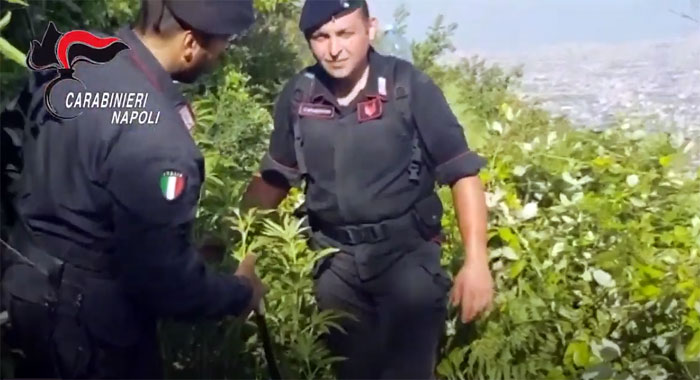 Monti Lattari, operazione dei carabinieri: distrutte 450 piante di cannabis