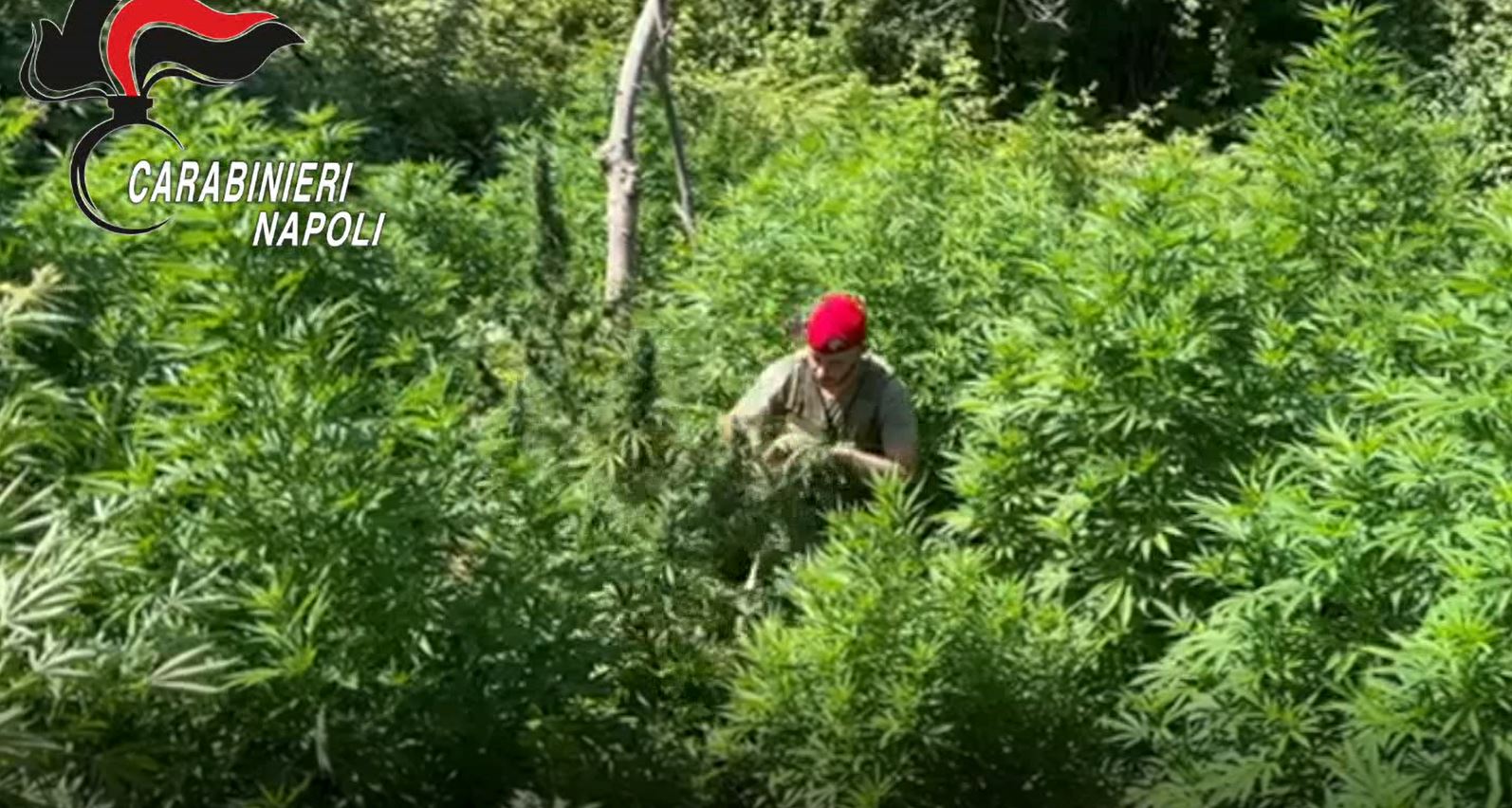 Oltre 300 piante di marijuana sequestrate sui Monti Lattari
