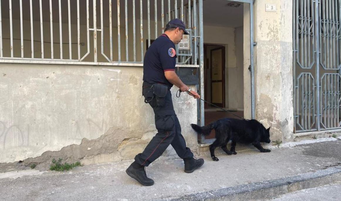 Cane antidroga in azione a Castellammare di Stabia, sequestri in due palazzine