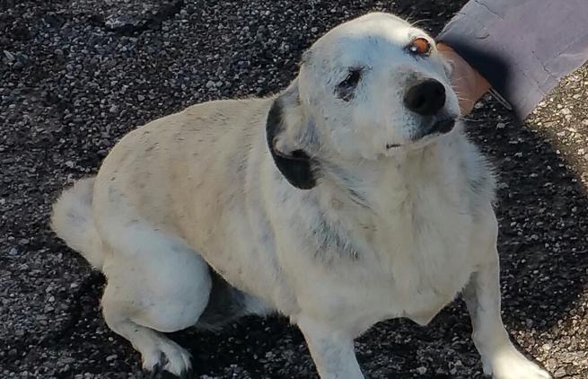 Torre Annunziata - Cercasi disperatamente  un cane meticcio di nome Cichi, scomparso da sabato scorso 