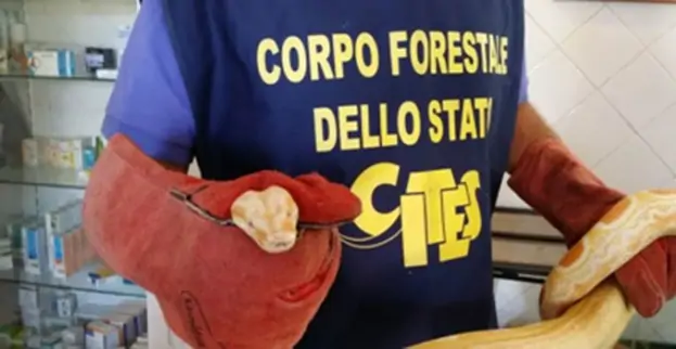 Napoli - Il Corpo Forestale scopre traffico illecito di animali esotici pericolosi, denunciate quattro persone