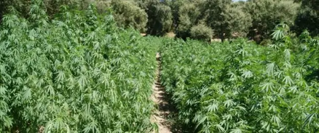 Altavilla Irpina (AV) - Sequestrate centinai di piante di marijuana