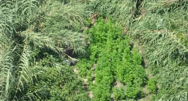 Battipaglia (SA) - GdF sequestra piantagione di cannabis