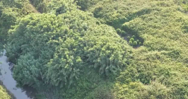 Monteverde (AV) - Coltiva  piante di marijuana a ridosso del fiume Ofanto, arrestato 33enne incensurato