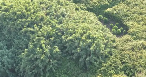 Monti Lattari, distrutte 8 mila piante di marijuana. Operazione di Carabinieri e Forestale
