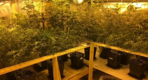 Baiano (AV) - Serra per coltivare marijuana su un balcone di casa, arrestato 28enne