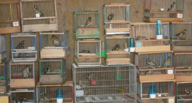 Napoli - Maltrattamento di uccelli, condannato 47enne. Soddisfazione della LAV