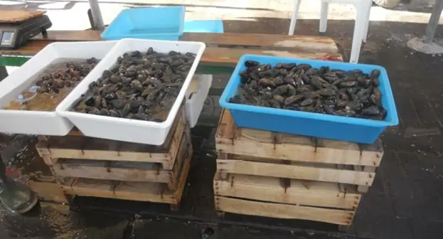 Portici - Commercio abusivo di prodotti ittici, sequestro da 150 kg