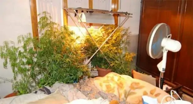 Portici - Coltivavano cannabis nella stanza presa in affitto, arrestati due studenti