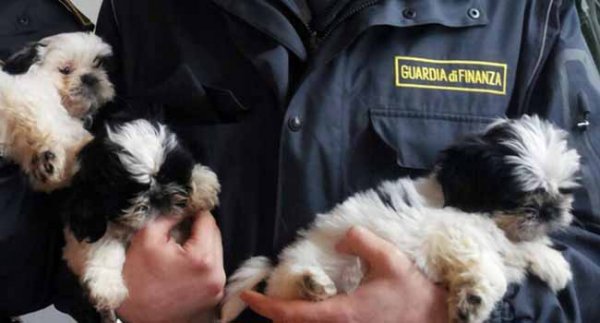 Aversa (CE) - Evasione fiscale e traffico illecito di cuccioli di cane, sequestro da 9 milioni di euro