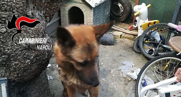 Napoli - Chiaiano, maltrattamenti di cani: denunciato 36enne