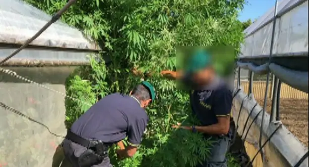 San Marzano sul Sarno (SA) - Orto di casa adibito a coltivazione di marijuana, arrestato 70enne