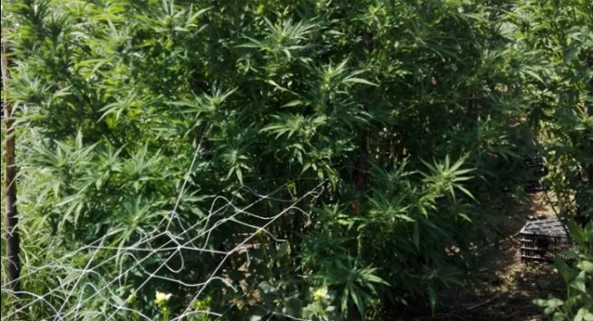 Caserta - Operazioni della Guardia di Finanza: sequestrate piantagioni di marijuana 
