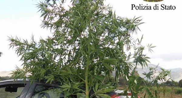 Nola (NA) - Coltivava marijuana in un fondo agricolo, arrestato 21enne