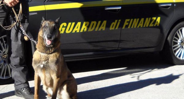 Vallo della Lucania (SA) - Cani antidroga della GdF in "viaggio" con gli studenti