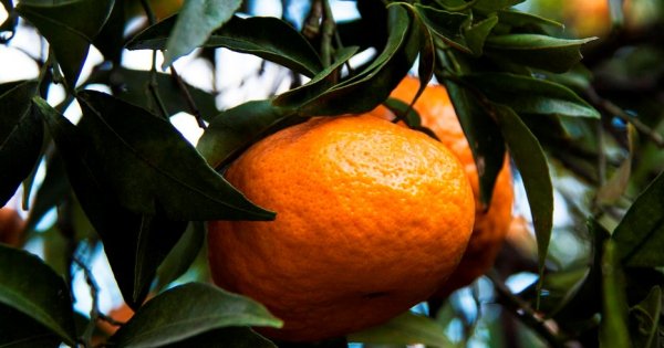 Napoli - Quando re Ferdinando coltivava i mandarini a Capodimonte