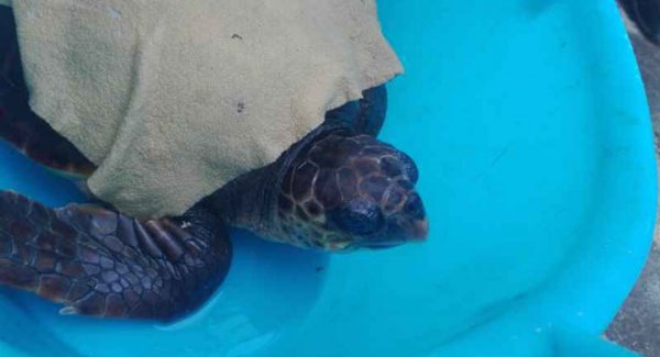 Castellammare - Cittadino avvista tartaruga in difficoltà, salvata dalla Capitaneria