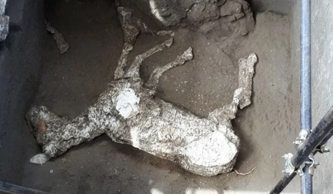 Pompei - Il calco di un cavallo di duemila anni fa a Civita Giuliana