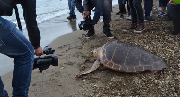 Portici - Liberate in mare cinque tartarughe curate dal Centro Ricerche della SZN