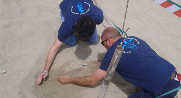 Trovato il primo nido stagionale di tartarughe sulla spiaggia di Palinuro