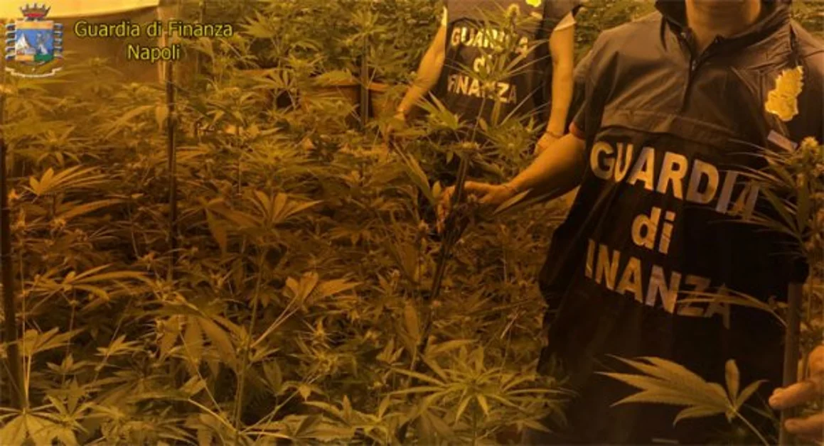 Sant'Anastasia - Coltivazione di marijuana e furto di energia elettrica, arrestato 41enne
