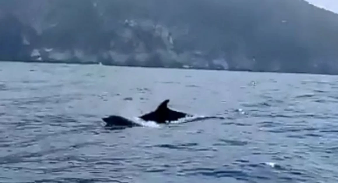 Delfini avvistati nel mare della costiera sorrentina. IL VIDEO