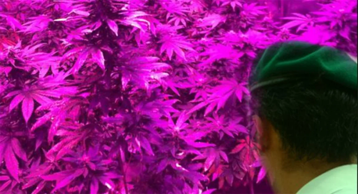 Angri (SA) - Coltivava marijuana nello scantinato, denunciato dalla GdF