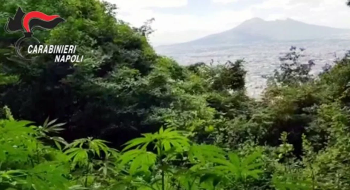 Gragnano - Scoperta piantagione di marijuana, distrutte oltre 5mila piante