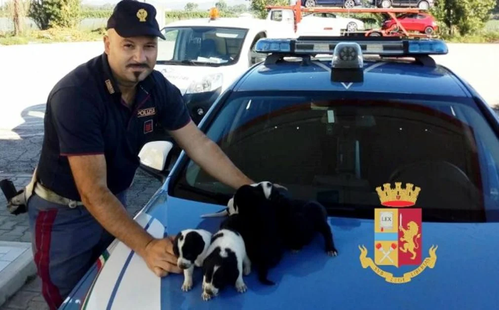 Poliziotti salvano sette cuccioli di cane, trovati sulla Statale 7 Bis Nola-Villa Literno