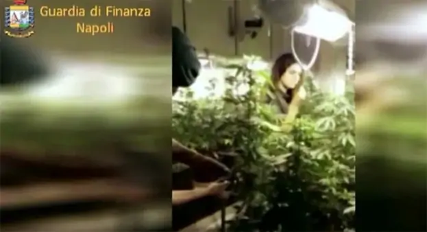 Marano (NA) - Piantagione di marijuana in casa, arrestato 37enne