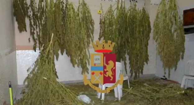 Torre Annunziata - Sequestrati più di 20 kg di marijuana a due passi dalla Basilica della Madonna della Neve
