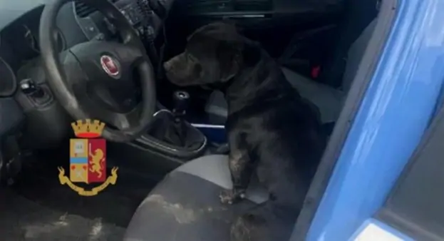 Cane abbandonato salvato dalla Polizia sulla Statale 268 del Vesuvio