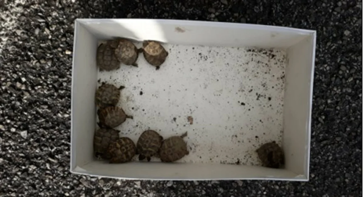 Pomigliano d'Arco - Sequestro di 31 esemplari di tartarughe, tra adulte e baby