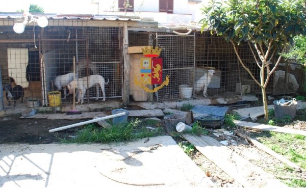 Pozzuoli (NA) - Cani in box fatiscenti e senza precauzioni igieniche, denunciata 40enne