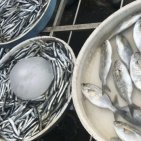 Torre Annunziata - Guardia Costiera sequestra 250 kg di prodotti ittici