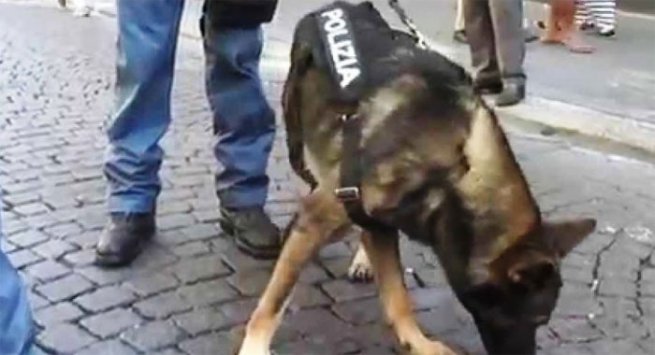 Torre Annunziata - Cani poliziotto fiutano droga in una abitazione, arrestato 35enne