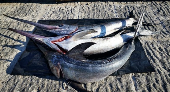 Pescavano pesci spada di frodo nella zona vesuviana, denunciati