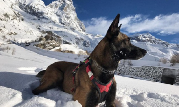 Avventura di un cane soccorritore: sopravvive sedici giorni sul ghiacciaio del Cervino