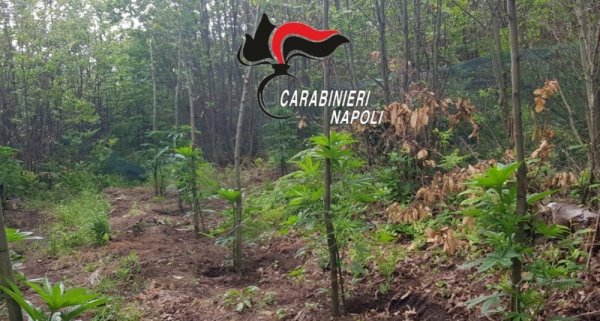 Lettere - Carabinieri scoprono 750 piante di cannabis