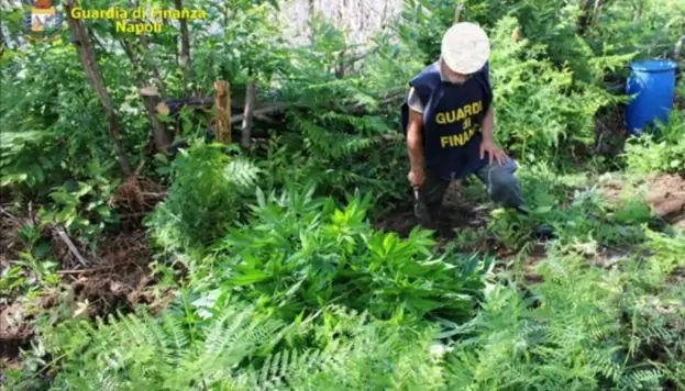 Lettere - Ennesimo sequestro di piante di marijuana sui Monti Lattari