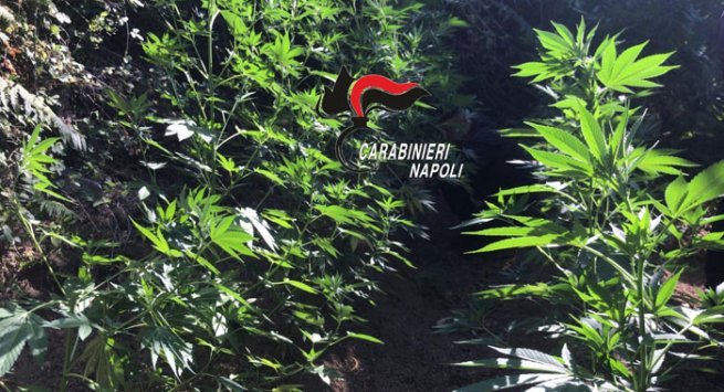Localizzate e distrutte 200 piante di cannabis sui Monti Lattari