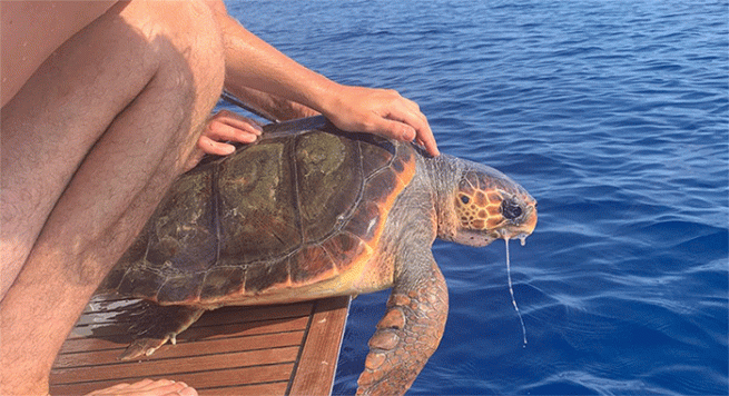 Da Stromboli a Punta Campanella, salvata una tartaruga Caretta caretta