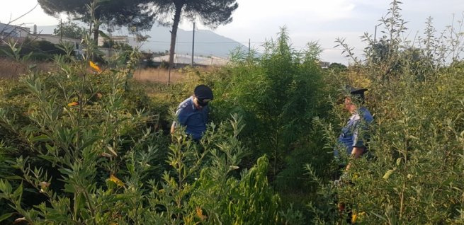 Boscoreale - Arrestato 35enne per coltivazione e detenzione sostanze stupefacenti