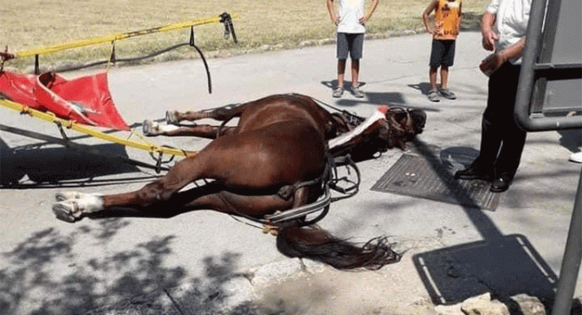 Reggia di Caserta, uno dei cavalli per il trasporto carrozza per visitatori stramazza al suolo