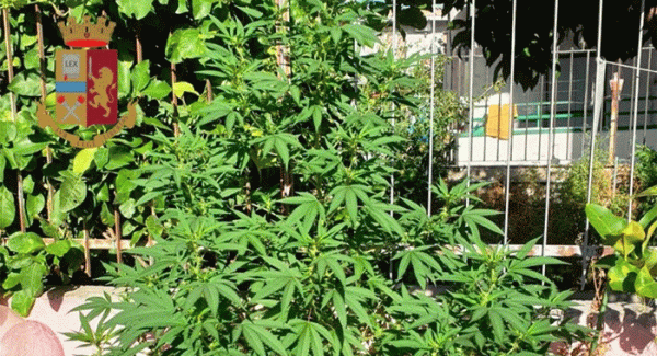 Giugliano - Coltiva marijuana nel giardino, denunciato 28enne