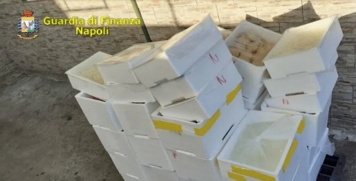 Napoli - Scoperte due attività lattiero-casearie clandestine: sequestrata 1 tonnellata di mozzarella
