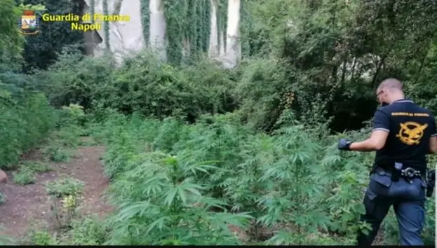 Marano/Quarto - Scoperte in due diverse operazioni della GdF piantagioni di cannabis