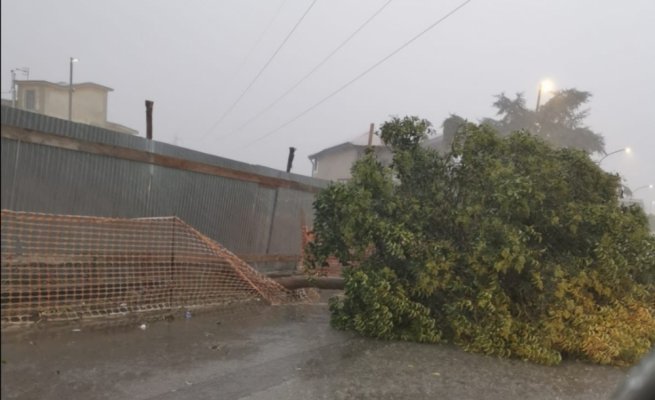 Pompei - Maltempo, albero cade in via Casone. Lunedì scuole aperte