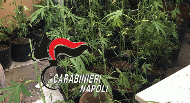 Torre del Greco - Coltivava marijuana in vasi da fiori, arrestato 41enne