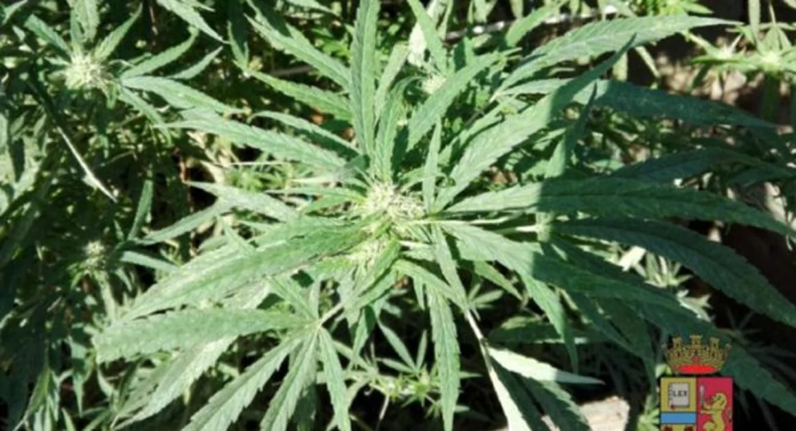 Castellammare - Piantagione di marijuana scoperta dalla Polizia 